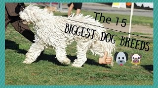 15 Biggest Dog Breeds