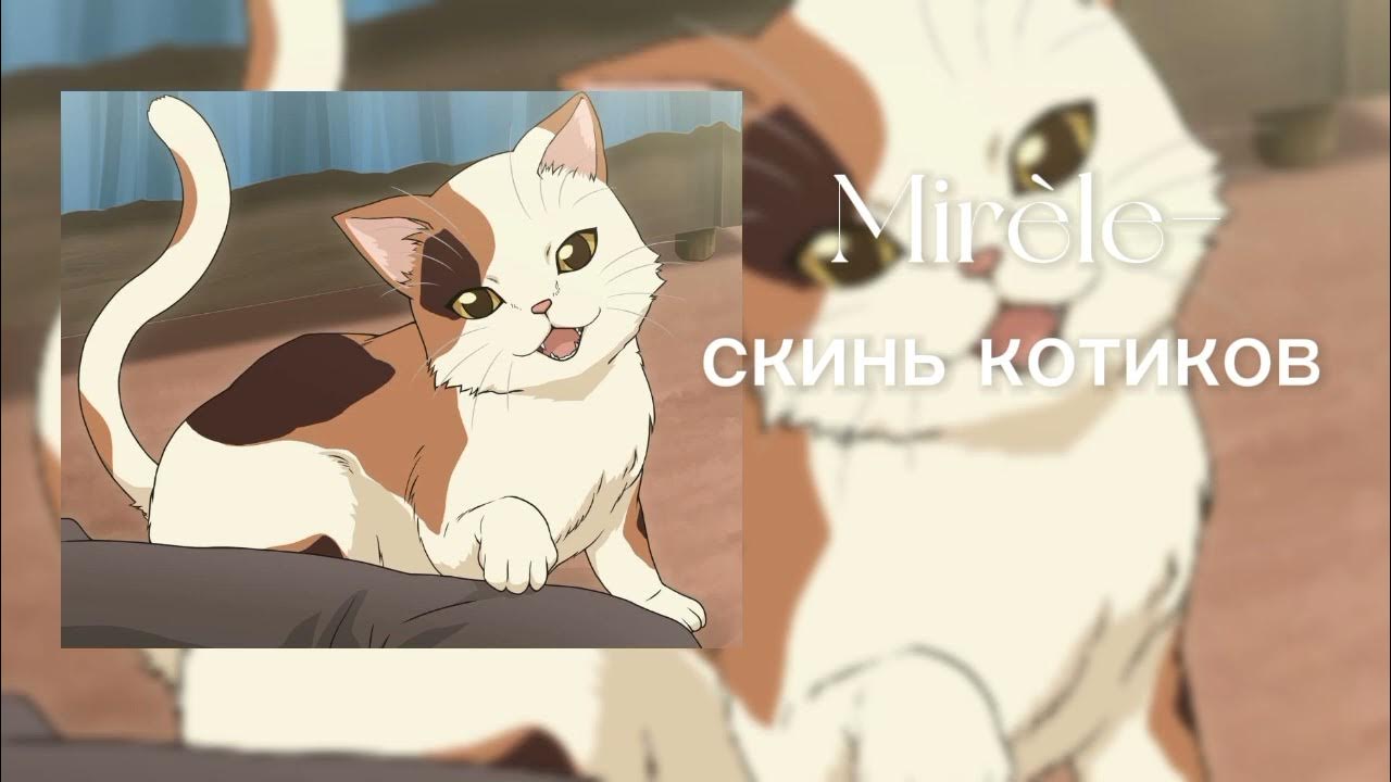 У меня живет культурный кот speed up