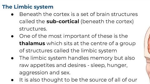 The Brain and Its Role in Aggression! ~ A