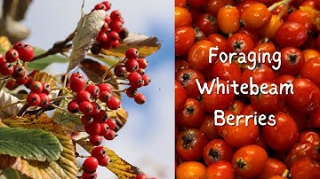 Whitebeam Berries- Foraging in Autumn
