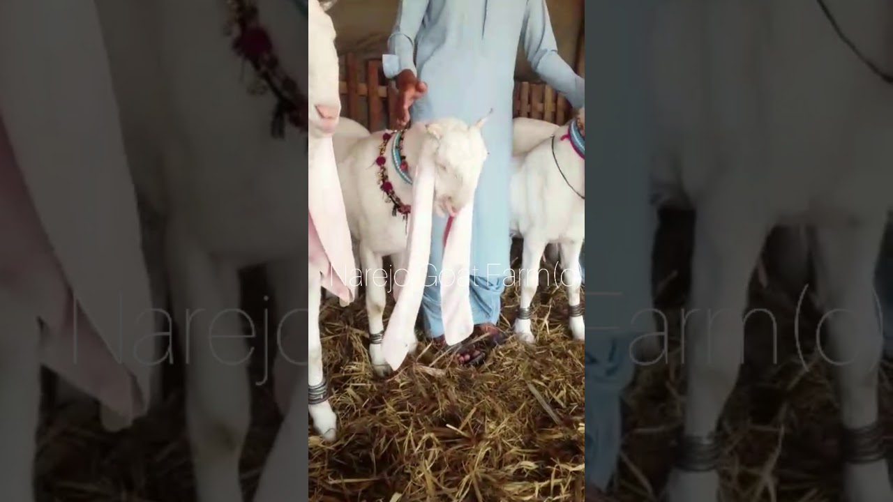 Top Gulabi Goat History