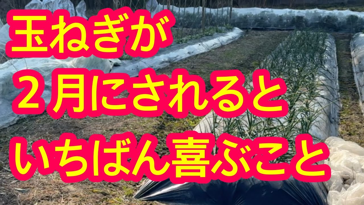 Onions] In order to harvest large onions in the spring, we will