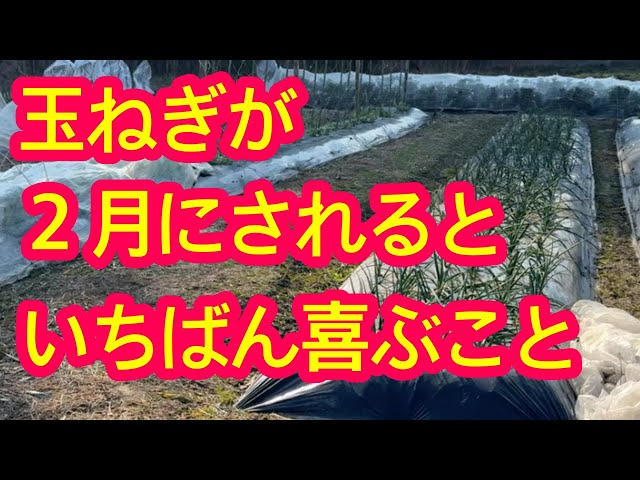 玉ぴょ　　　大きい方 Onions] In order to harvest large onions in the spring, we will
