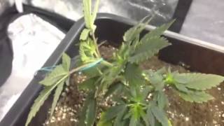 White widow Kalashnikova L.S.T