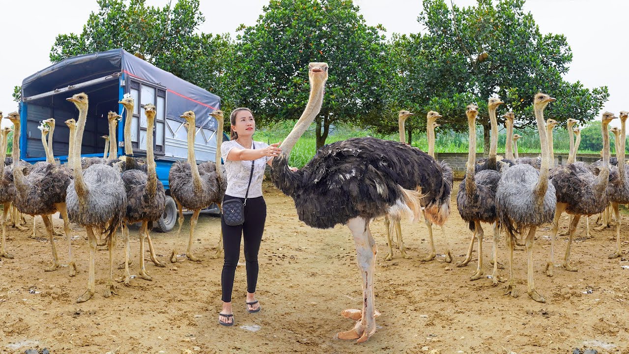 Use Truck To Travel 1000km To Buy 2 Ostriches Weighing 150kg Each Go To Sell For Villager