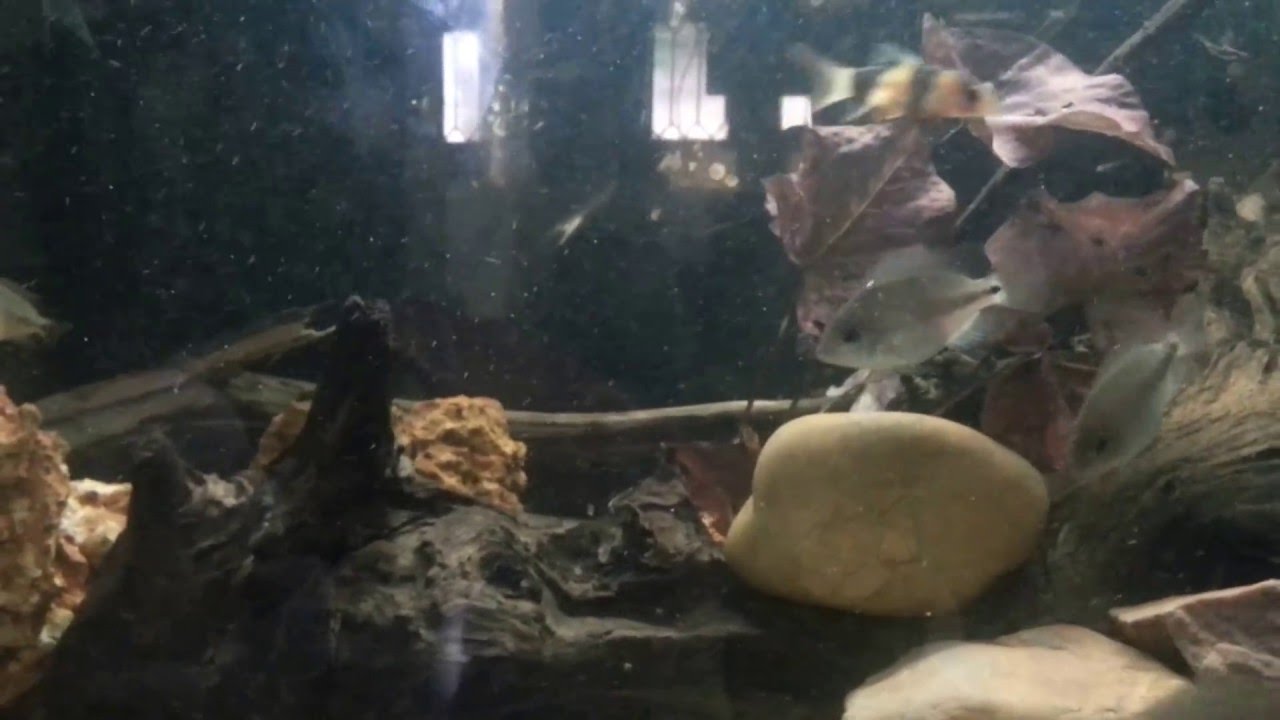 Cobitis (loaches) in the Vieja grow-out tank