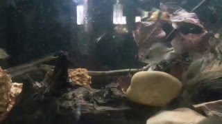 Cobitis (loaches) in the Vieja grow-out tank