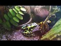 Auratus + leucomelas