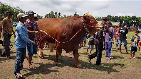 Kontes Ternak Sapi Ekstrim Jember