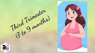 What Are Trimesters Of Pregnancy? Three Trimesters Of Pregnancy