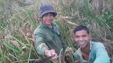 lấy giống lúa nương jrai