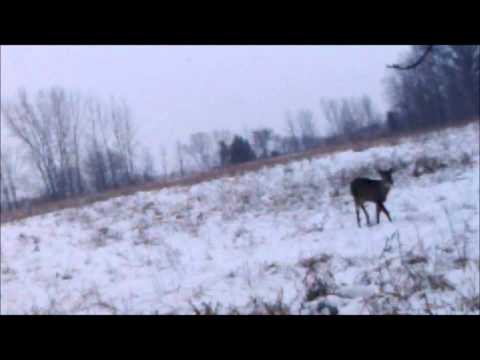 big buck 5 yards away(recurve)