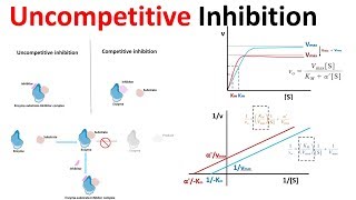 uncompetitive inhibition