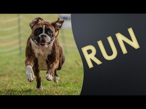 Bouncer the Boxer