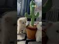 Cutness #like #viral #pets #petlover #Flory#vlog #subscribe #share