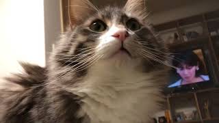 スマホデビューをした猫 ノルウェージャンフォレストキャットSmartphone debut.Norwegian Forest Cat.