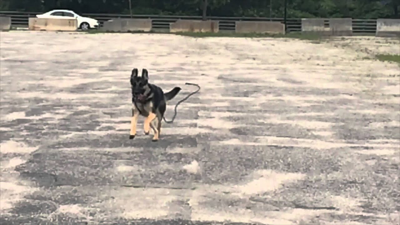 dog trainer in delhi Remote Collar Training Recall and Heeling fun