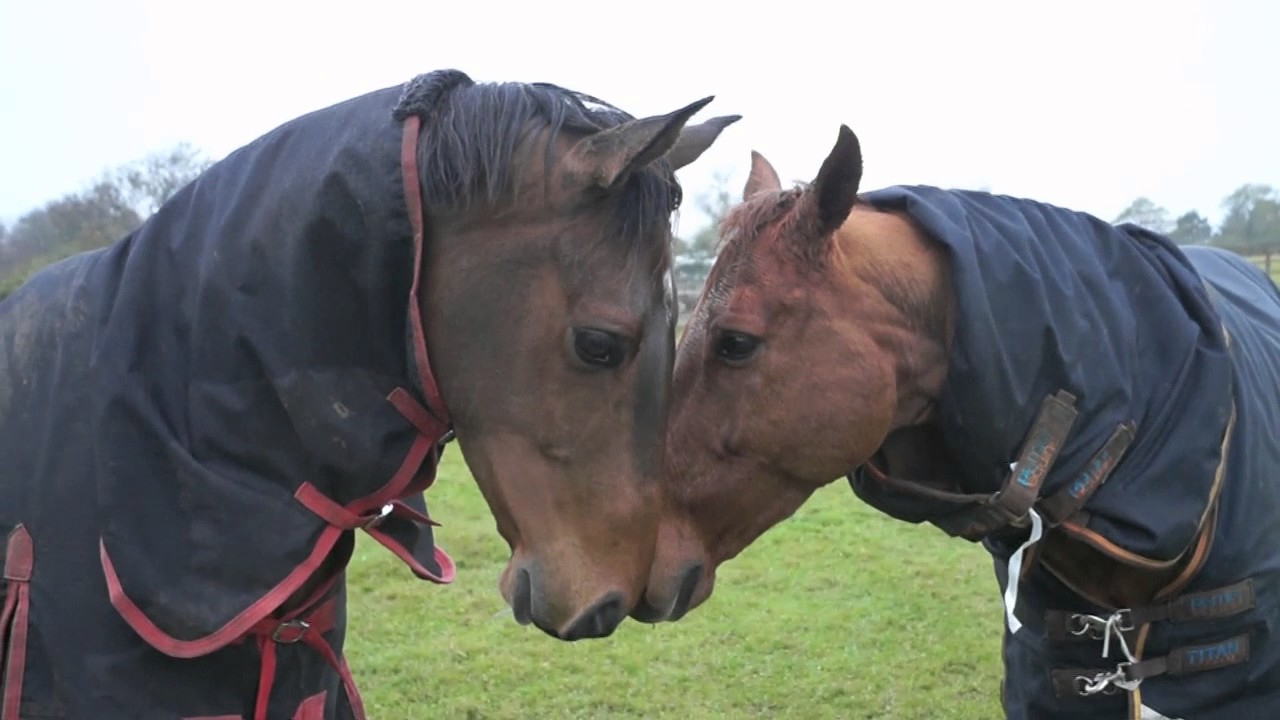 a day in the life of barney