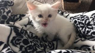 Cute Kitten Begs For Love