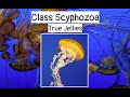 Class Scyphozoa