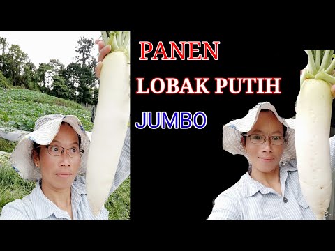 Video: Cara Menggulung Adzhika Dengan Lobak Kuda