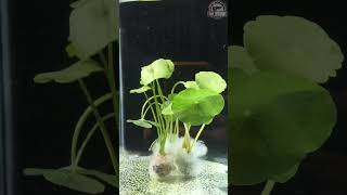 Pennywort - LOWTECT AQUATIC PLANT aquaticplants aquarium pennywort