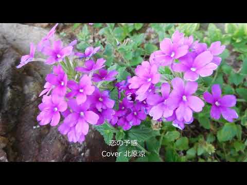 恋の予感/安全地帯/Cover北原涼