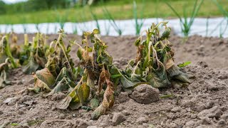 What is wrong with our Plants? | We almost LOST EVERYTHING!