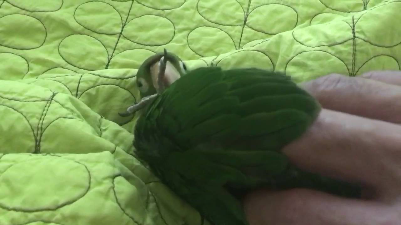 Aster: The Cherry Head Conure