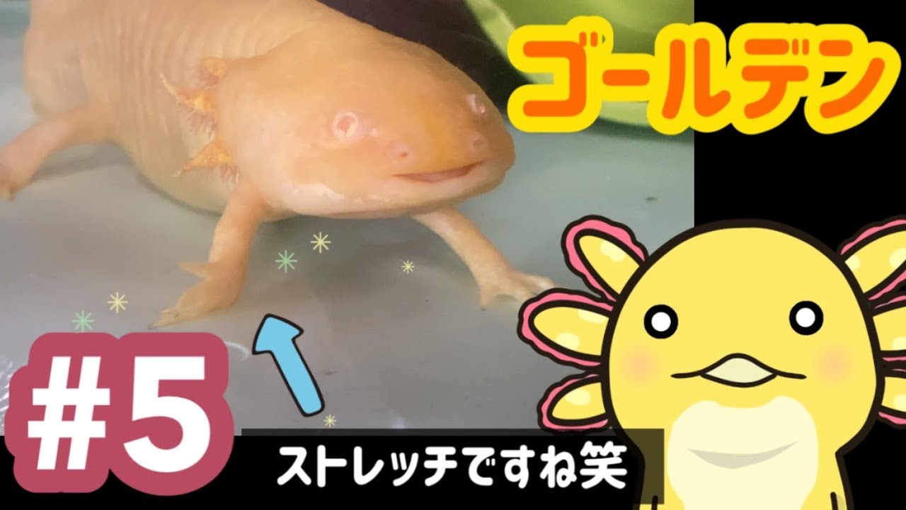 ゴールデン ウーパールーパー10種紹介 5 Youtube