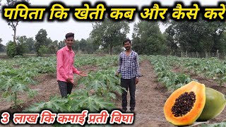 पपीता की खेती कब और कैसे करे Papaya farming kaise kare || Red lady papaya farming/  papita farming