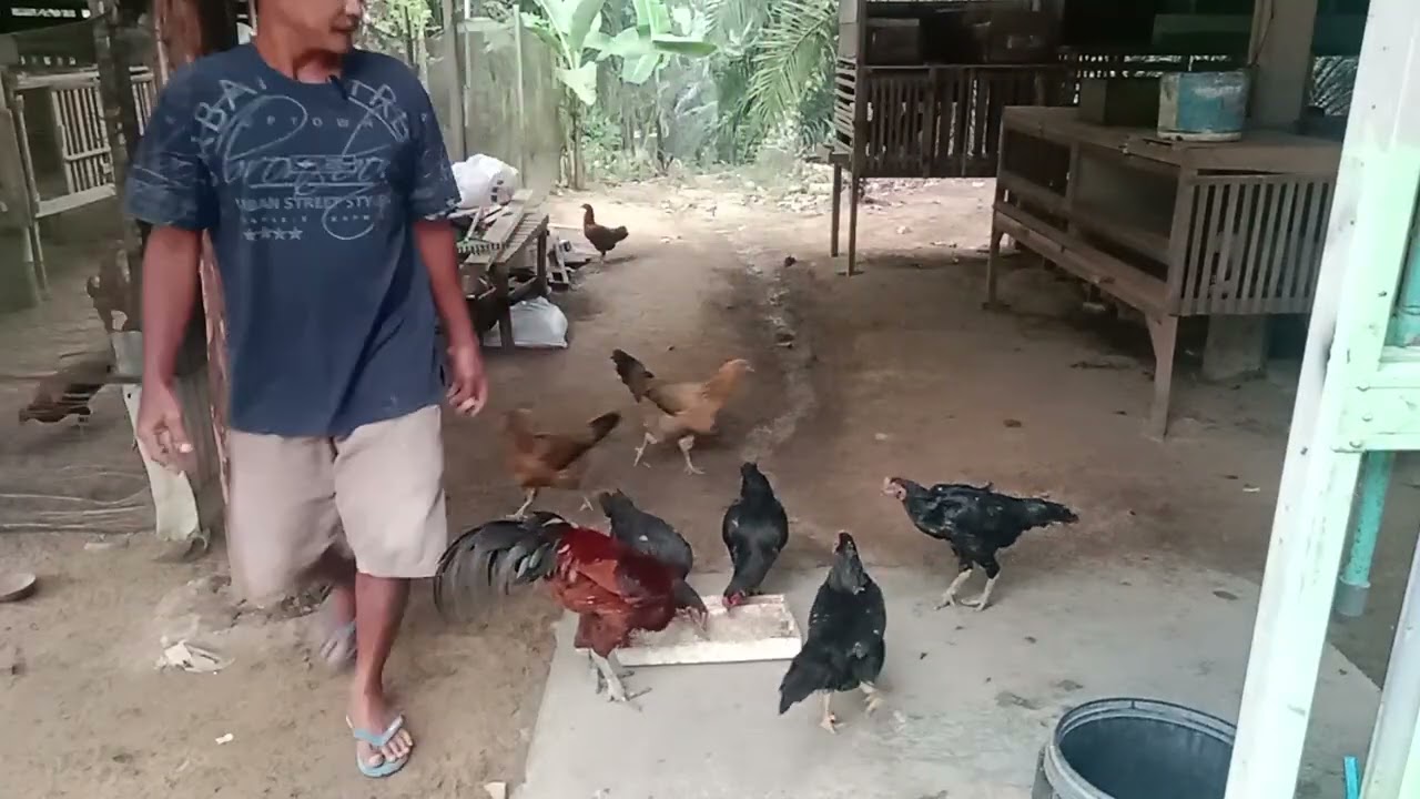 Memberi makan ternak ayam kampung di pagi hari