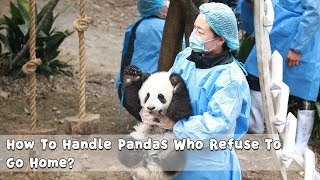 How To Handle Pandas Who Refuse To Go Home? | iPanda