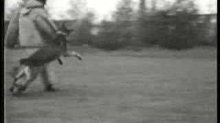 Download Lagu Schutzhund in Germany 1936 MP3