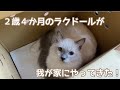 ２歳４ヶ月の猫が我が家にやってきました！　Ragdoll cat Welcome to my home！