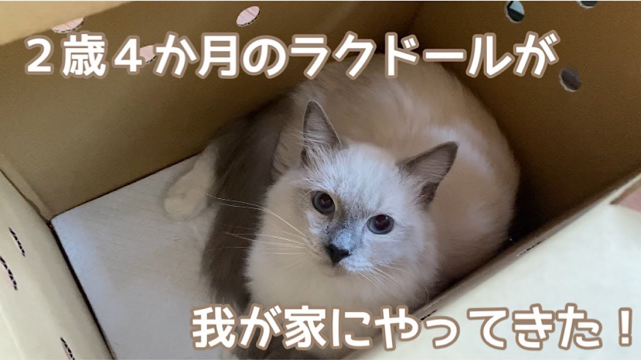 ２歳４ヶ月の猫が我が家にやってきました Ragdoll Cat Welcome To My Home Youtube