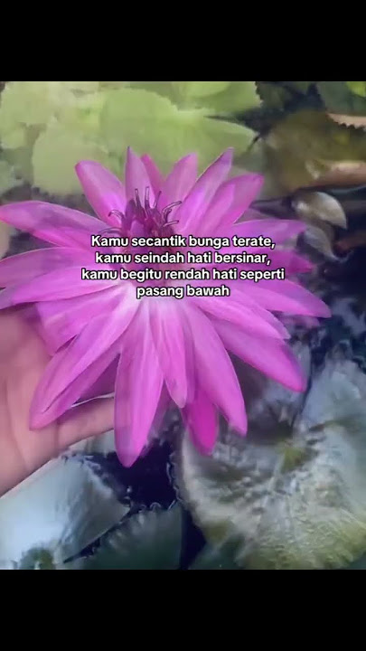 quotes kembang terate #storypshtkeren