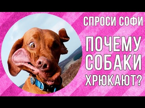 ПОЧЕМУ СОБАКИ ХРЮКАЮТ, ХРАПЯТ, ЗАДЫХАЮТСЯ | ИНТЕРЕСНЫЕ ФАКТЫ О СОБАКАХ