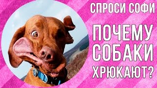 видео Как ухаживать за собакой после ее стерилизации