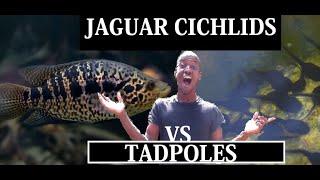FROGS LAY EGGS IN JAGUAR CICHLID POND | WILL JAGUAR CICHLIDS CONSUME BABY TADPOLES