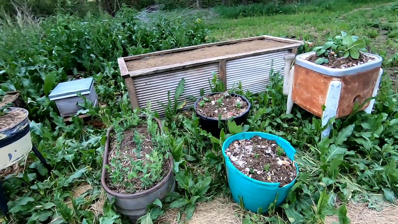 Update on Onion Bandit Chili Powder repellent YouTube