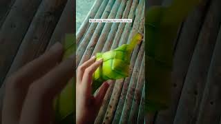 Download Lagu Malam Nisfu Sya'ban #malam #nisfu #syaban #nature #shorts #februari #lamongan #2024 MP3