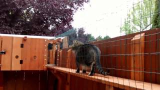 Cats in the catio!