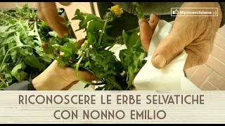 Riconoscere Le Erbe Selvatiche con Nonno Emilio