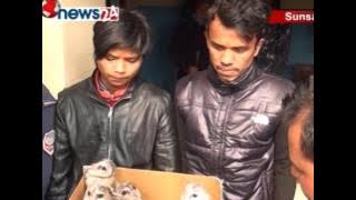 दुर्लभ छ वटा हुचिलसहित दुई व्यक्ति इटहरी प्रहरीको नियन्त्रणमा - NEWS 24