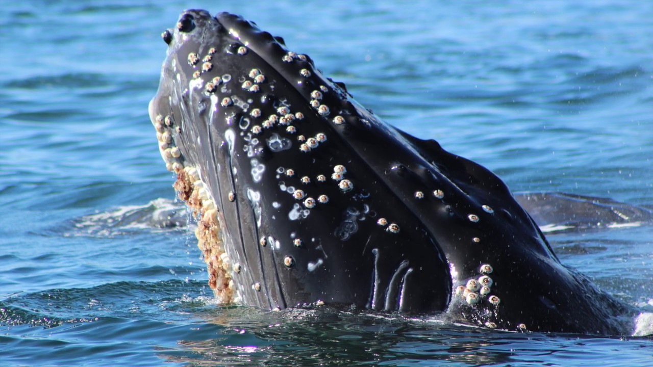 barnacles on whales hurt