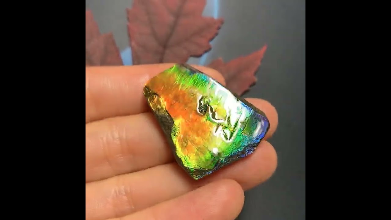 Canadian Ammolite Fossil 