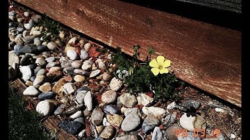 Leetcode 1239(medium). Max Len of Concatenated String with Unique Characters 震惊！究竟在整型的外表下隐藏着什么！【中文】