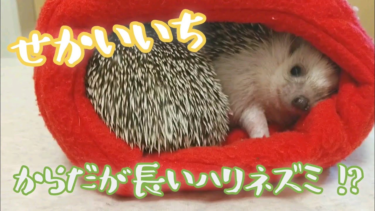 世界一からだが長いハリネズミ！？ The longest hedgehog in the world