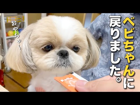 【シーズー】トリミングしたら、ベビちゃんに戻っちゃいました！www【261】